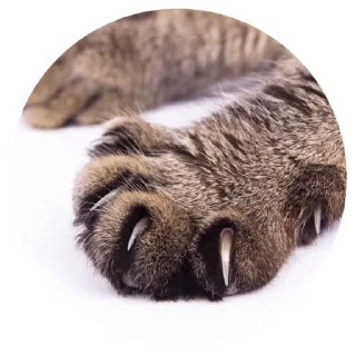 😼