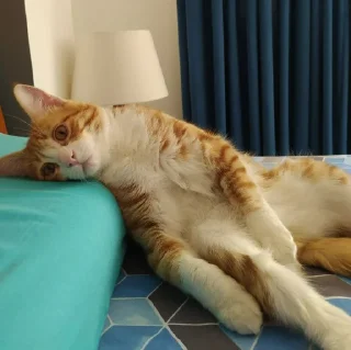 🐈