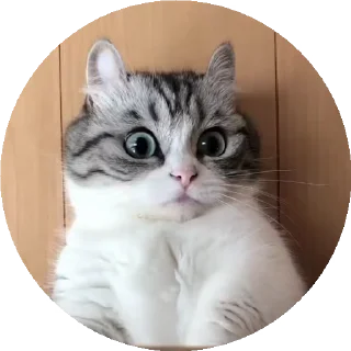😺