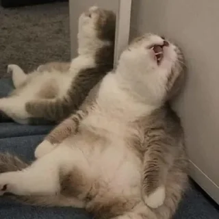😺