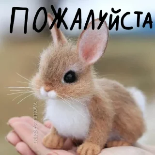 🐰