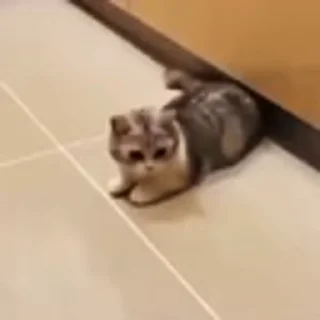 🐈‍⬛