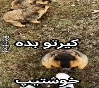 🦫