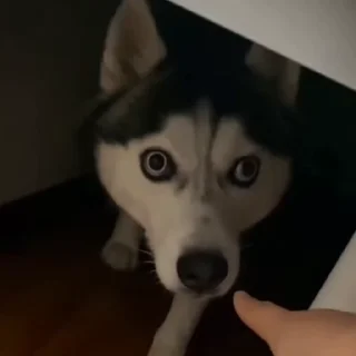🐶