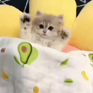 🙌