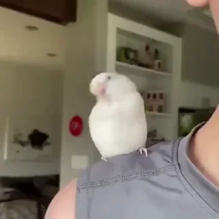 🦜