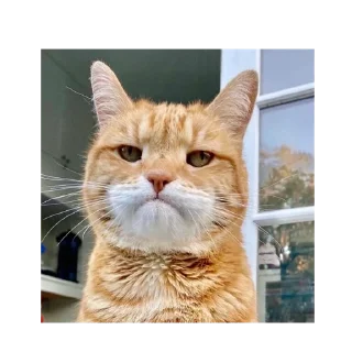 😤