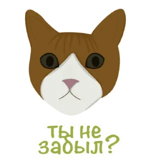😺