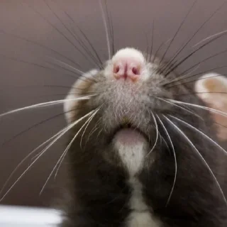 🐀