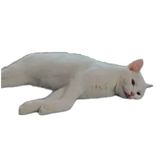 🛋
