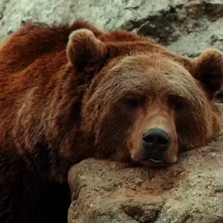 🤩