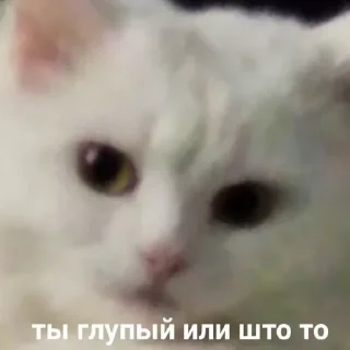😺