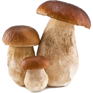 🍄