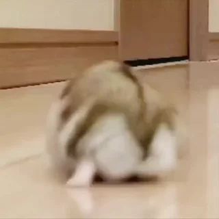 🐹