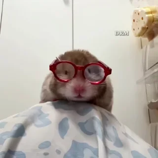 🐹