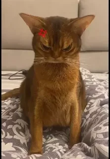 💢