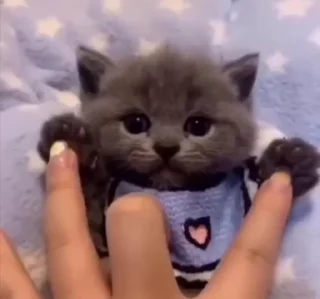 🥺