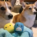 🐶