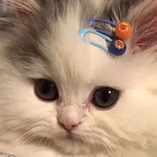 🥺