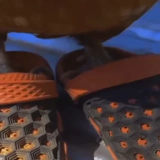 🐓