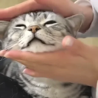 🐈‍⬛️