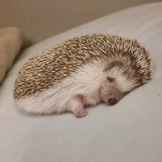😴