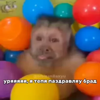 🐵