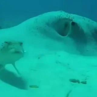 🧐