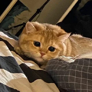 🥲