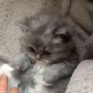 😻