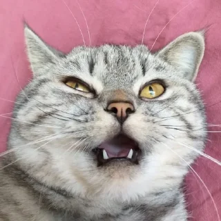 🤬