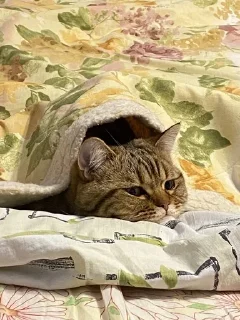 🌟