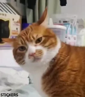 😾