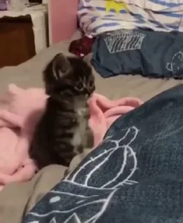 🐈