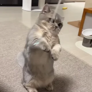 🐈‍⬛️