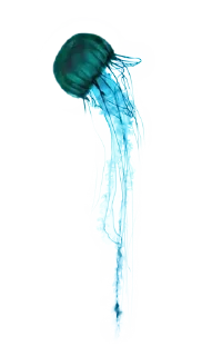 Jellyfish @stickersb2b