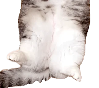 🐈