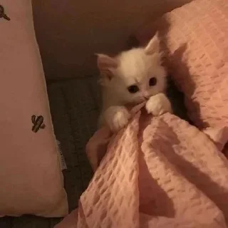 🥺