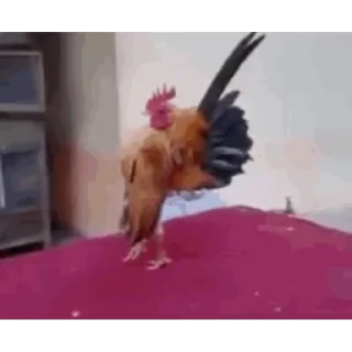 🐔
