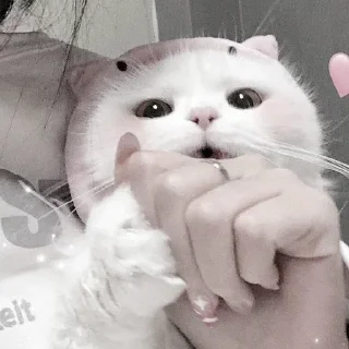 🤍