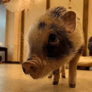🐷
