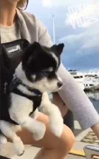 🐶