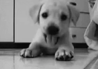 🐶