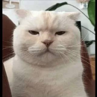 😼
