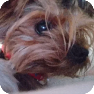 🐶