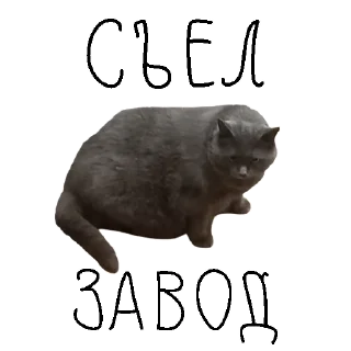 🙀