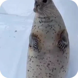 🦭