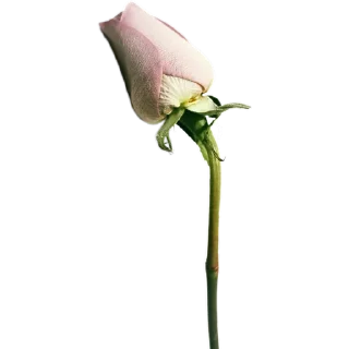 🥀