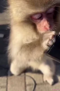 🐵
