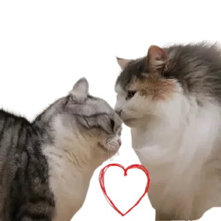 😺